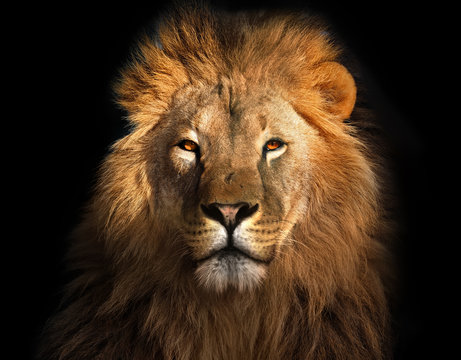 lion